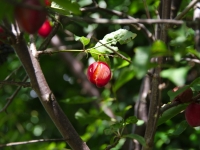Ripe