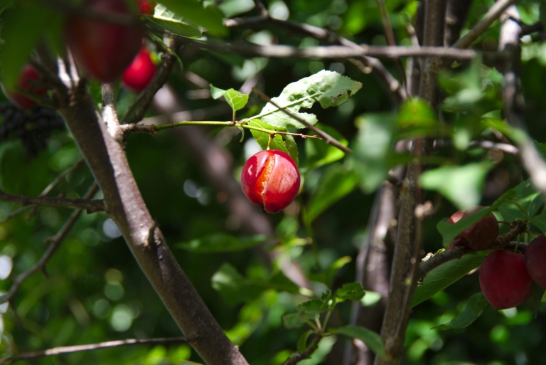 Ripe